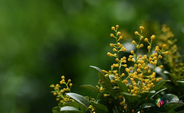 私家花園植物如何配置方法及家庭養(yǎng)花技巧？