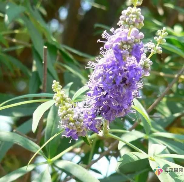 重慶72種常見私家花園綠化植物有哪些？