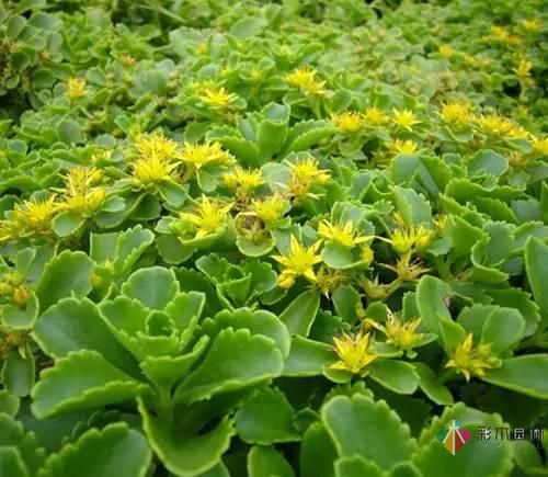 重慶72種常見私家花園綠化植物有哪些？