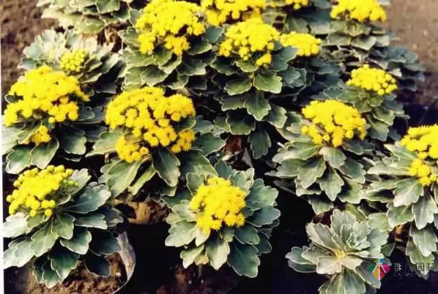 重慶72種常見私家花園綠化植物有哪些？