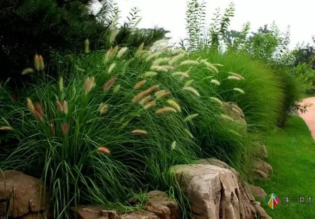 重慶72種常見私家花園綠化植物有哪些？