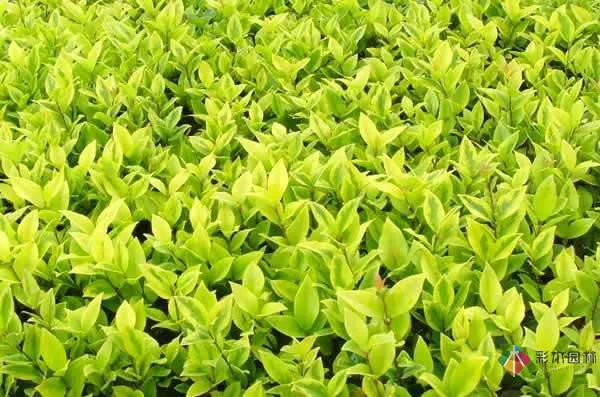 重慶72種常見私家花園綠化植物有哪些？
