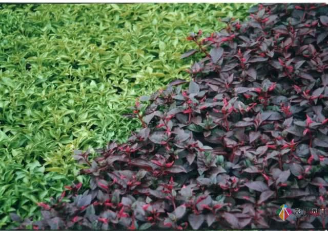 重慶72種常見私家花園綠化植物有哪些？