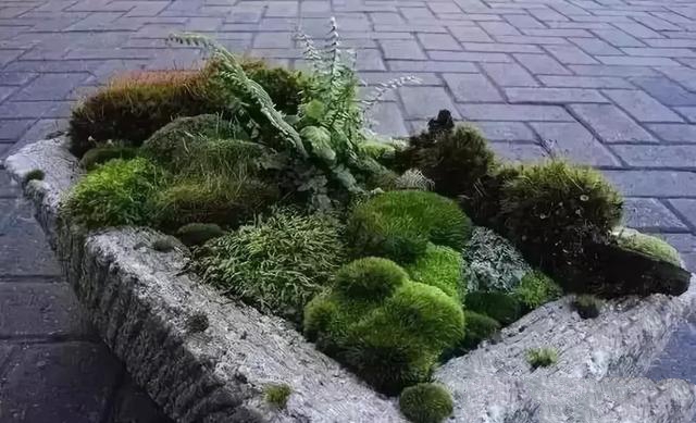 花園設計，苔造園也是一道美景！