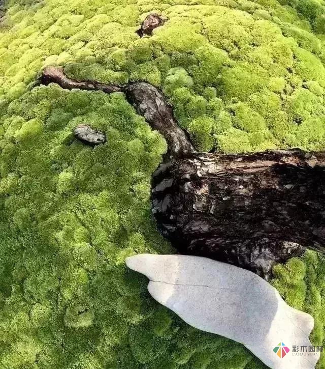 花園設計，苔造園也是一道美景！