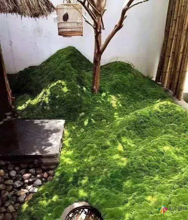 花園設計，苔造園也是一道美景！