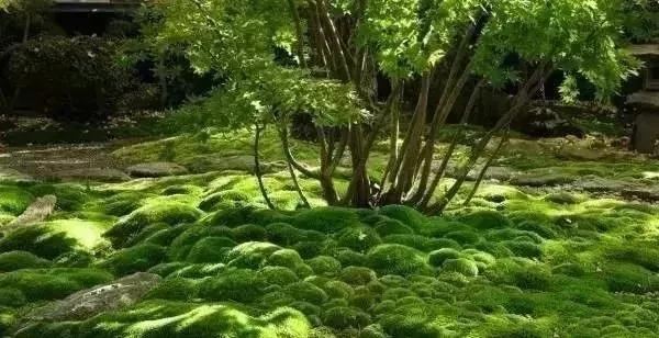 花園設計，苔造園也是一道美景！