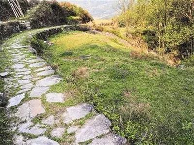 庭院設計中植物和小路怎么搭配才最好看？