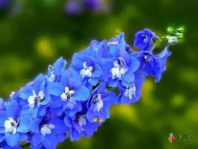 庭院花境園藝設(shè)計(jì)和植物搭配需要哪些要求？