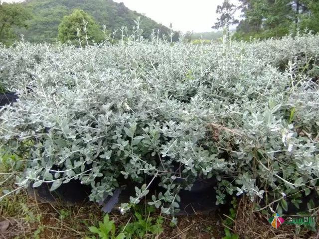 庭院花境園藝設(shè)計(jì)和植物搭配需要哪些要求？