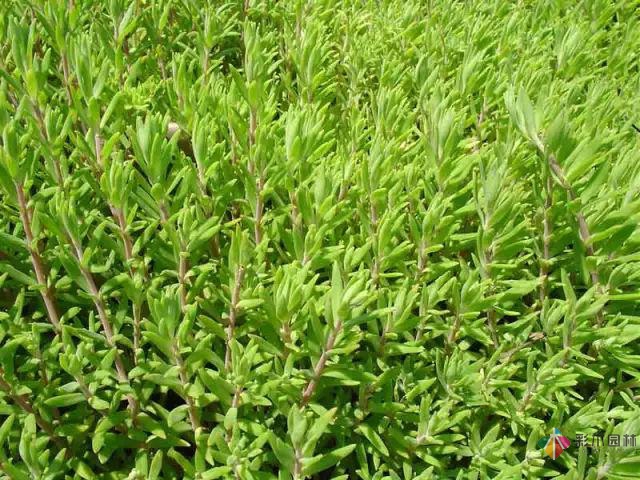 庭院花境園藝設(shè)計(jì)和植物搭配需要哪些要求？