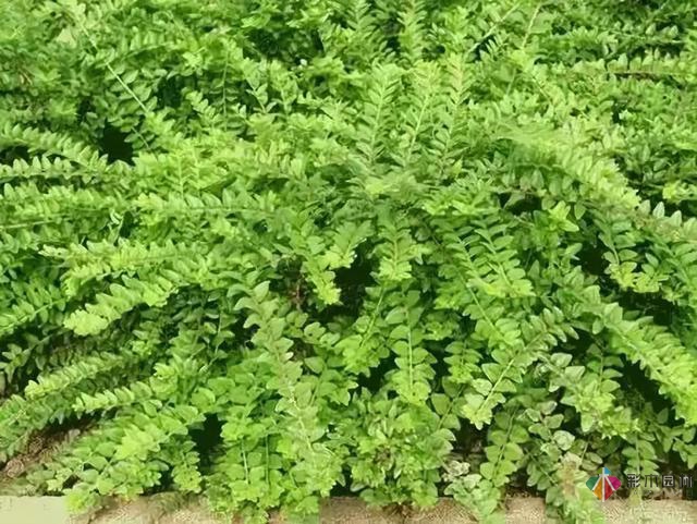 庭院花境園藝設(shè)計(jì)和植物搭配需要哪些要求？