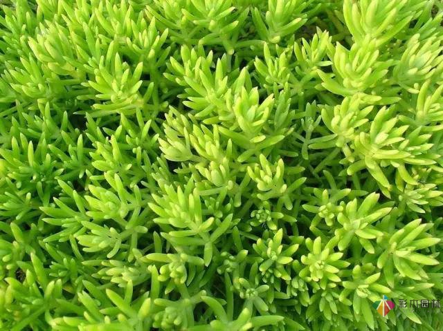 庭院花境園藝設(shè)計(jì)和植物搭配需要哪些要求？