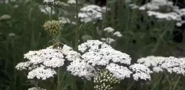庭院花境園藝設(shè)計(jì)和植物搭配需要哪些要求？