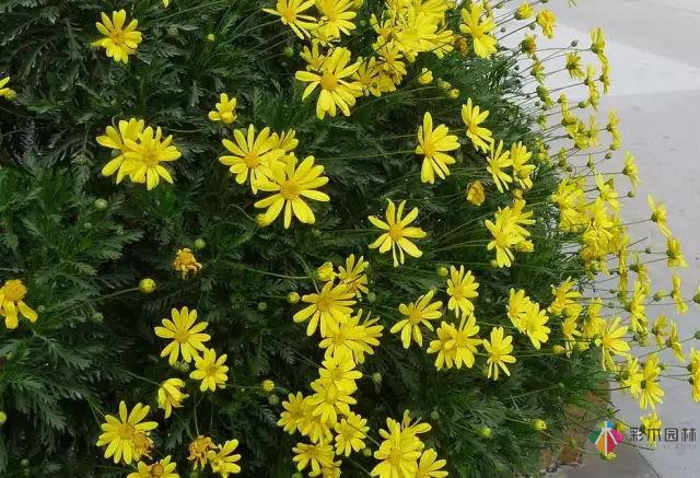 庭院花境園藝設(shè)計(jì)和植物搭配需要哪些要求？