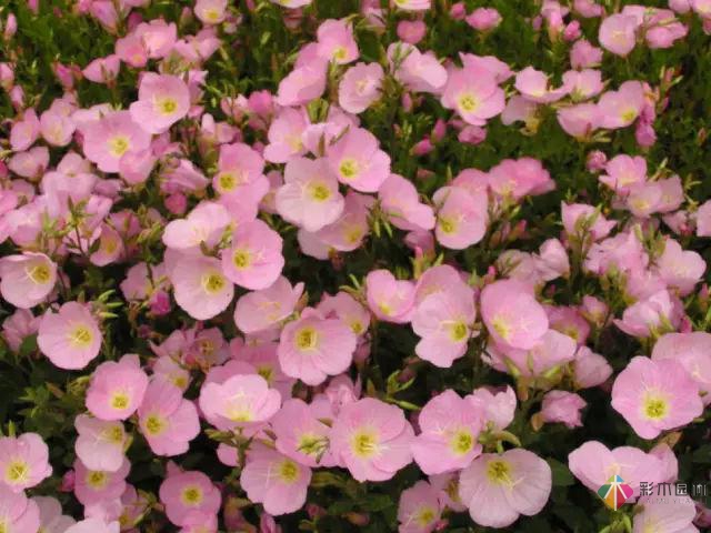 庭院花境園藝設(shè)計(jì)和植物搭配需要哪些要求？