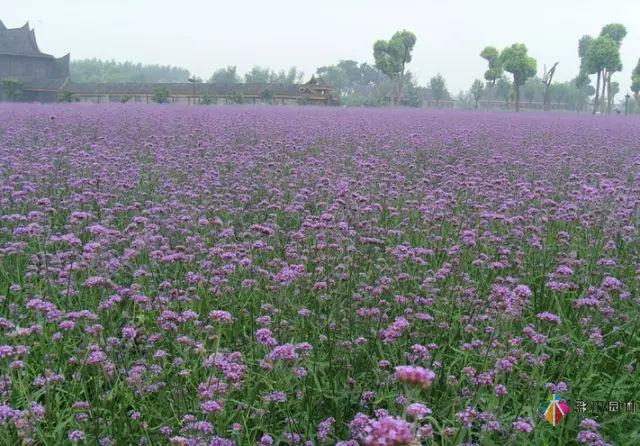 庭院花境園藝設(shè)計(jì)和植物搭配需要哪些要求？