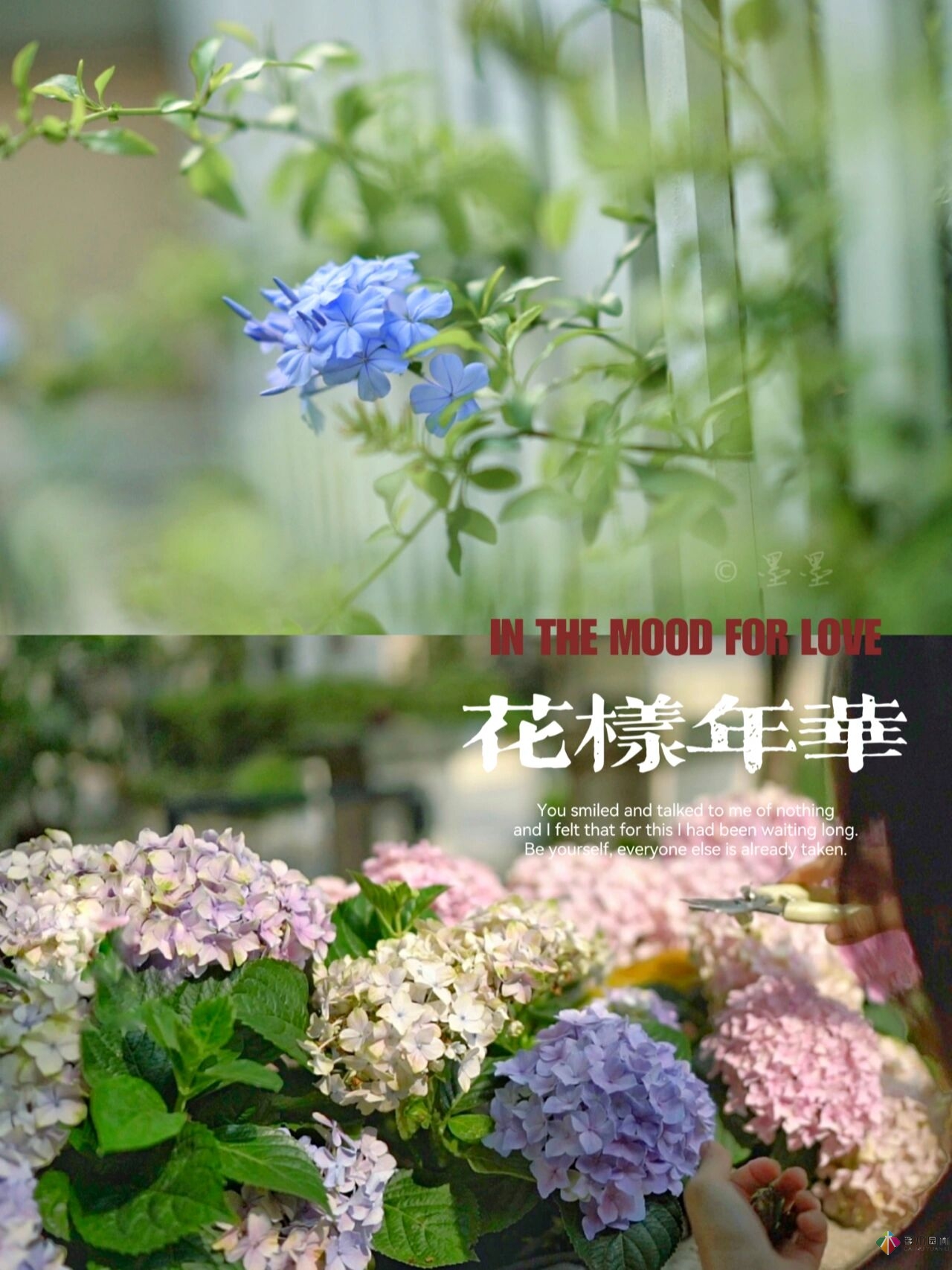 DIY園藝:自建設計100㎡花園。花不了多少錢，卻很有成就感。