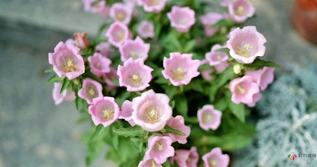 DIY園藝:自建設計100㎡花園。花不了多少錢，卻很有成就感。