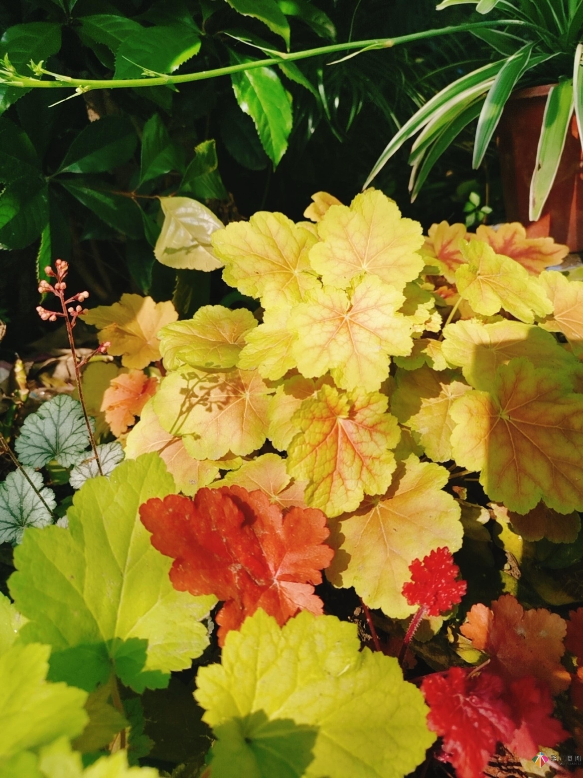 DIY園藝:自建設計100㎡花園。花不了多少錢，卻很有成就感。